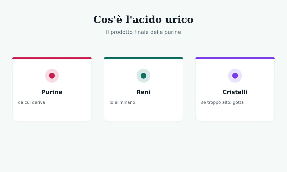 Schema dell'acido urico: deriva dalle purine, i reni lo eliminano, se troppo forma cristalli