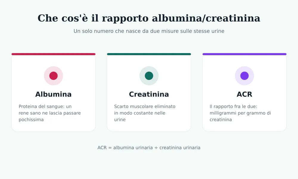 Infografica con le tre componenti dell'esame ACR: albumina, creatinina e il rapporto fra le due espresso in milligrammi per grammo