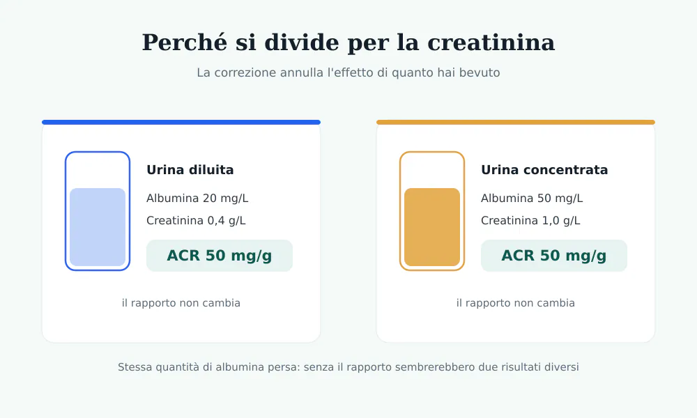 Due campioni di urina, uno diluito e uno concentrato, con valori diversi di albumina ma lo stesso rapporto albumina creatinina di 50 mg/g