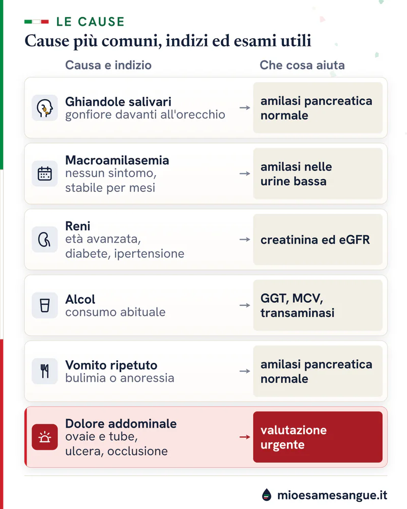 Sei cause di amilasi alta con lipasi normale, con indizi ed esami: salivari, macroamilasemia, reni, alcol, dolore addominale