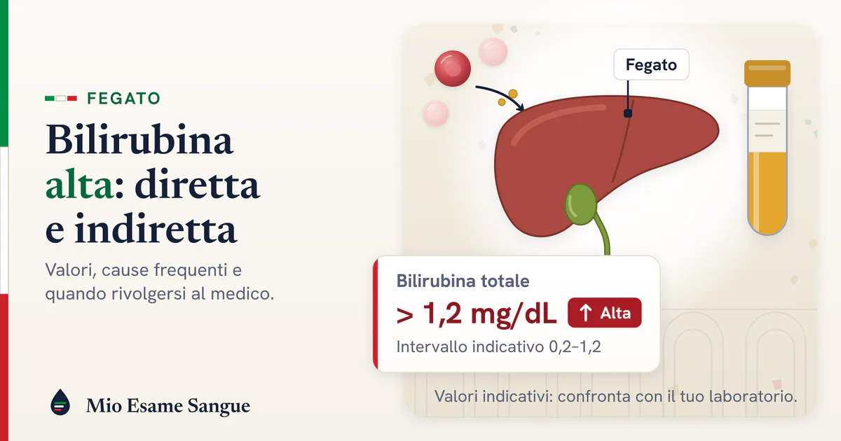 Bilirubina alta nel referto: diretta, indiretta e totale Globuli rossi e granuli di bilirubina verso il fegato con colecisti, provetta di siero giallo e totale oltre 1,2 mg/dL