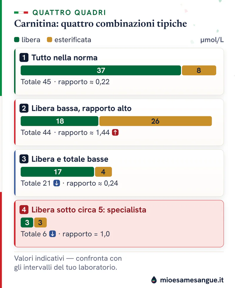 Quattro barre di carnitina divise in quota verde ed esterificata ocra: norma, libera bassa, entrambe basse, valori sotto 5
