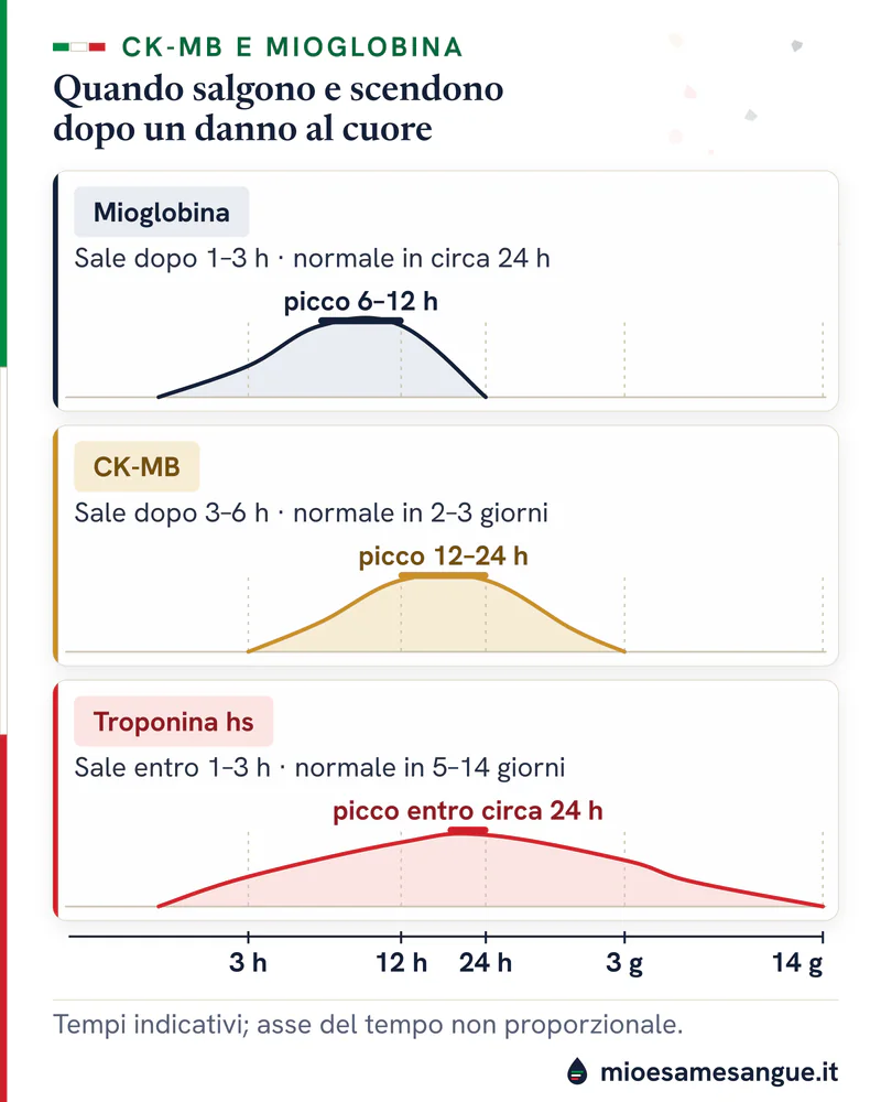 Tre curve sullo stesso asse del tempo: mioglobina normale in circa 24 ore, CK-MB in 2–3 giorni, troponina in 5–14 giorni