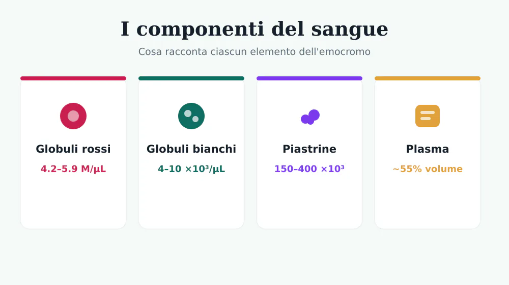 Infografica dei componenti del sangue: globuli rossi, globuli bianchi, piastrine e plasma con i rispettivi valori di riferimento