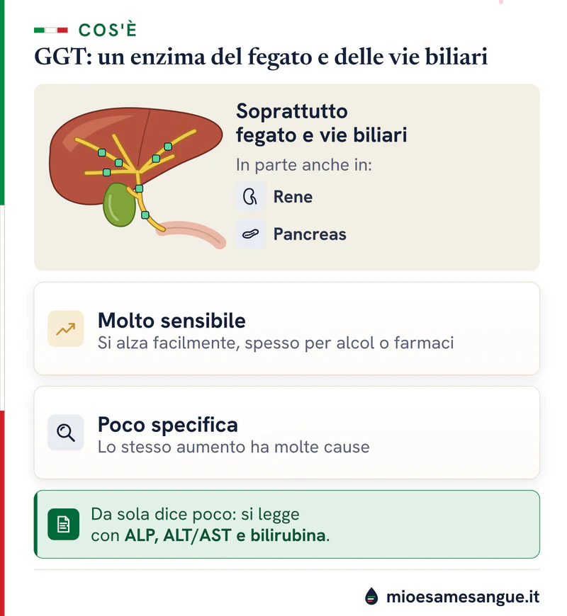 Fegato con cistifellea e vie biliari dove si trova la GGT, accanto a rene e pancreas, e le schede sensibile e poco specifica