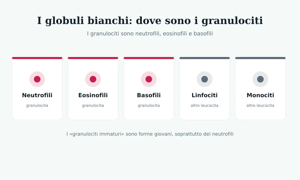 Schema dei globuli bianchi: neutrofili, eosinofili e basofili sono i granulociti, accanto a linfociti e monociti