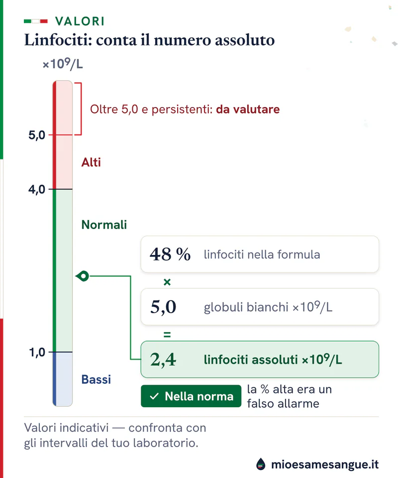 Scala verticale dei linfociti con zona normale 1,0–4,0 ×10⁹/L e calcolo 48% per 5,0 = 2,4, normale con linfonodi gonfi