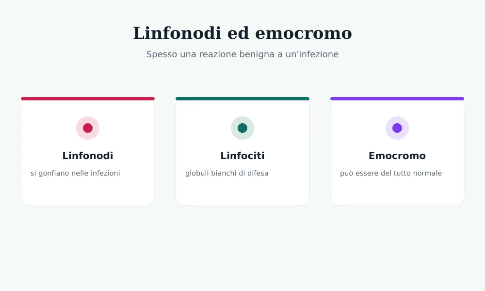 Schema dei linfonodi e dell'emocromo: i linfonodi si gonfiano nelle infezioni, i linfociti sono globuli bianchi di difesa