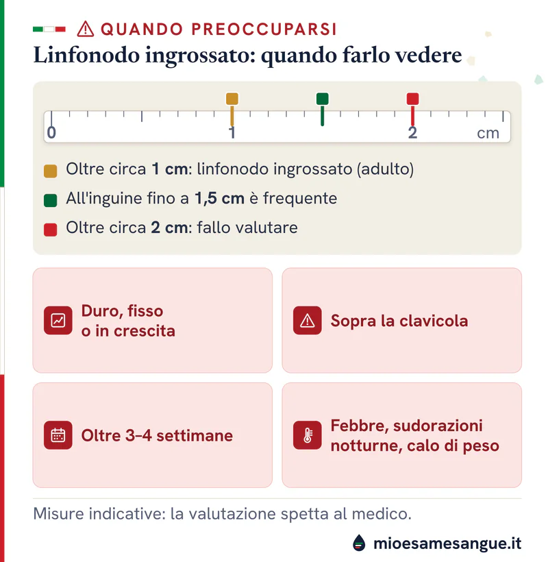 Righello con le misure di 1, 1,5 e 2 cm e quattro segnali per far vedere il linfonodo: duro, clavicola, settimane, febbre