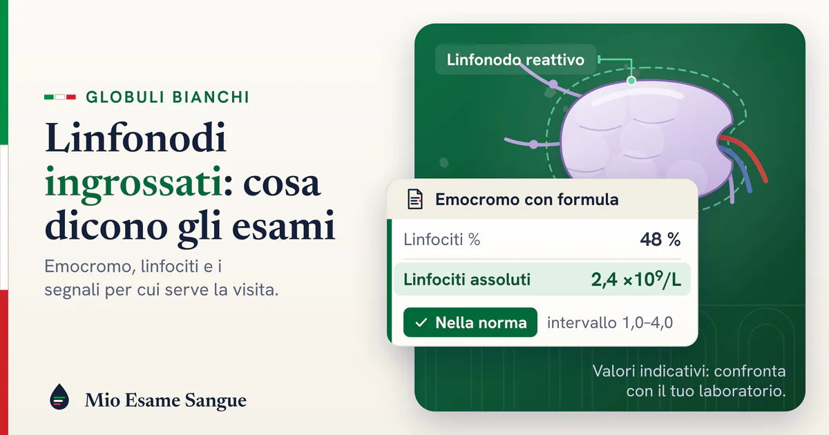 Linfonodo reattivo gonfio con i suoi vasi e foglietto dell'emocromo: linfociti al 48% ma 2,4 ×10⁹/L, nella norma