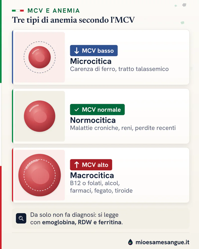 Globulo rosso piccolo, normale e grande accanto ai tre tipi di anemia secondo l'MCV e alle cause più frequenti di ciascuno