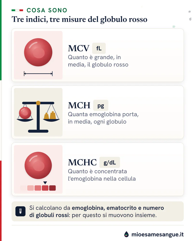 Tre schede con globuli rossi disegnati: MCV come grandezza, MCH come emoglobina per cellula e MCHC come concentrazione