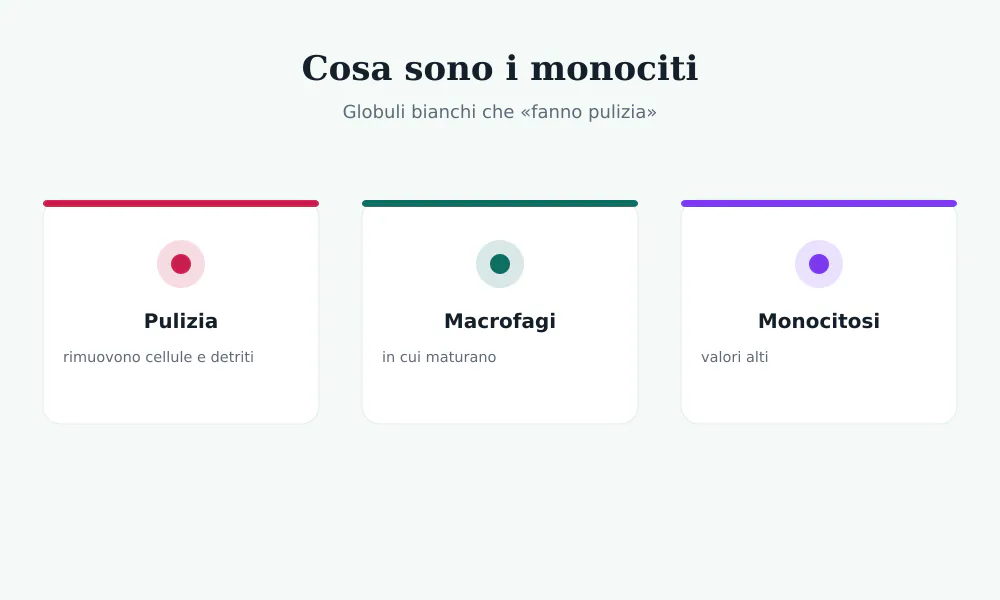 Schema dei monociti: globuli bianchi che rimuovono detriti e maturano in macrofagi