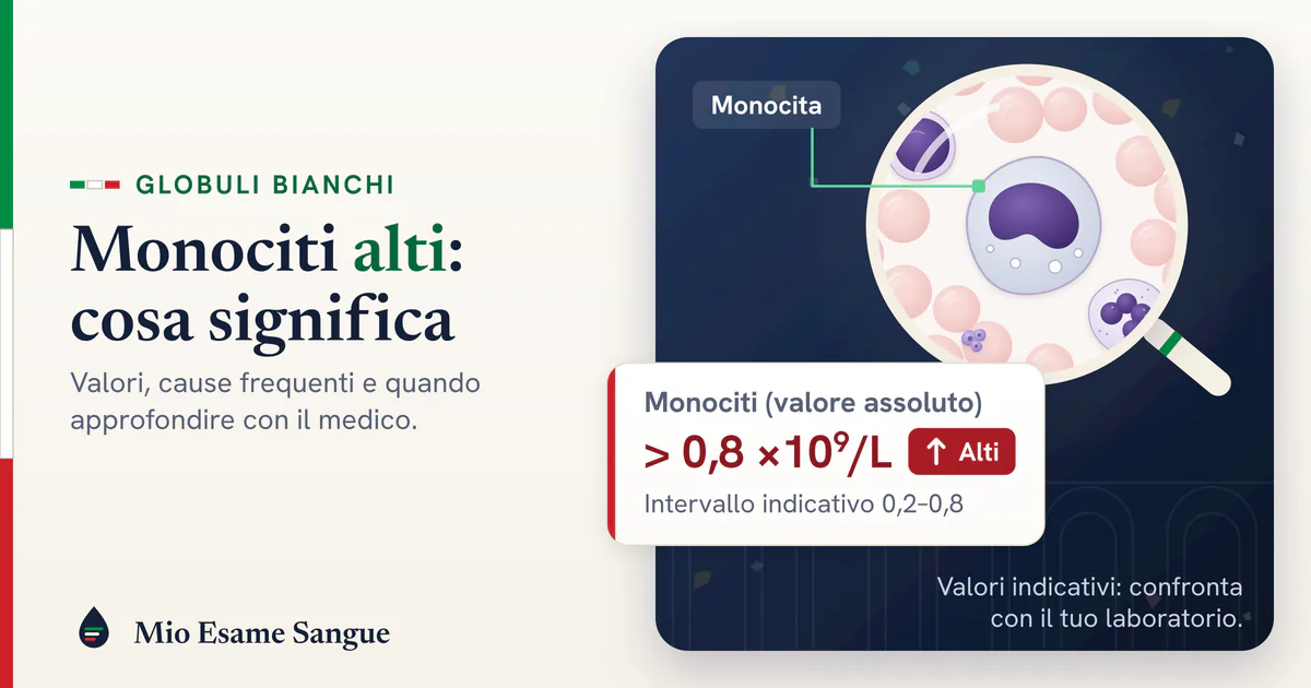 Monocita dal nucleo a fagiolo sotto una lente tra globuli rossi e scheda dei monociti oltre 0,8 ×10⁹/L segnati alti