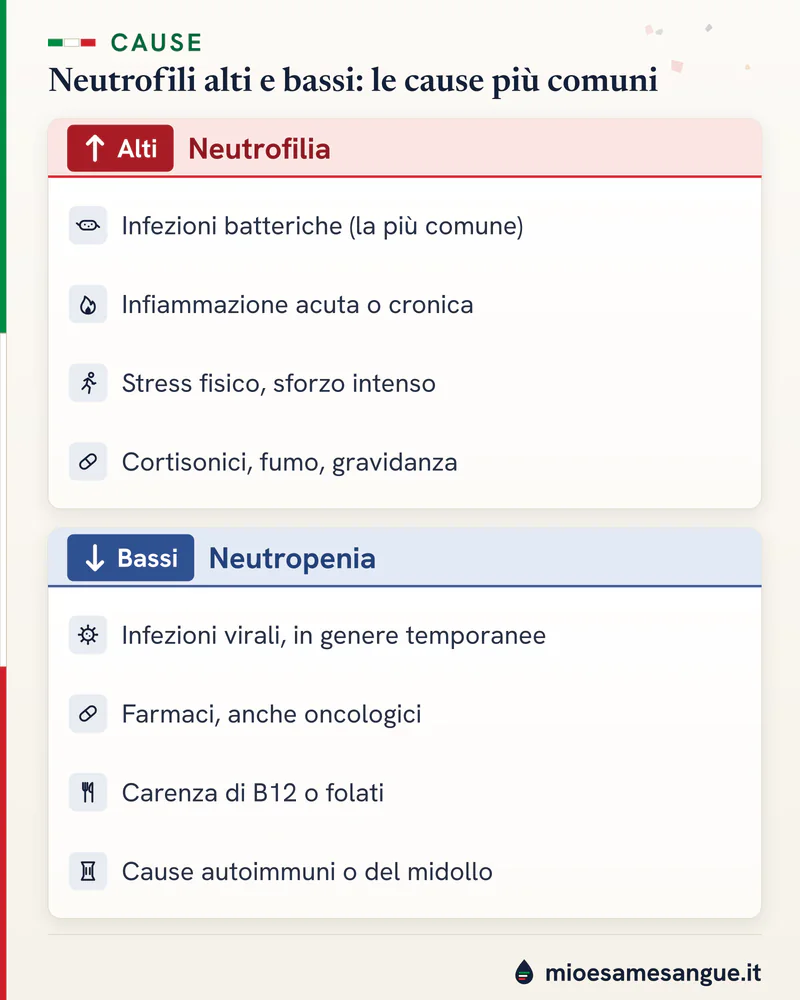 Due blocchi impilati: cause dei neutrofili alti, come infezioni batteriche e stress, e dei bassi, come virus e farmaci