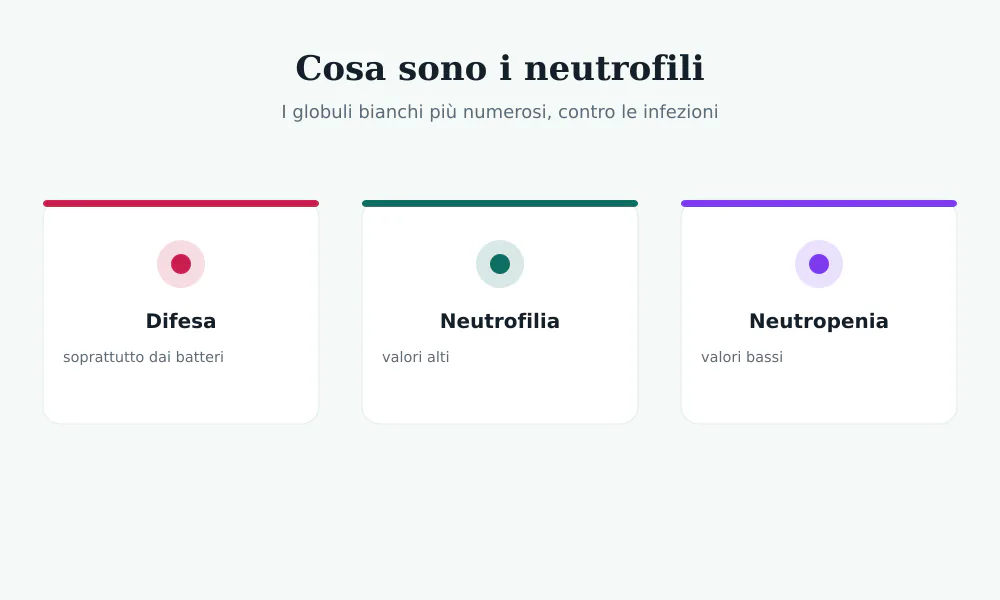 Schema dei neutrofili: globuli bianchi di difesa soprattutto dai batteri