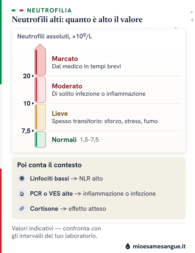 Scala verticale dei neutrofili alti in tre fasce da 7,5 a oltre 20 ×10⁹/L, poi tre quadri: linfociti bassi, PCR, cortisone