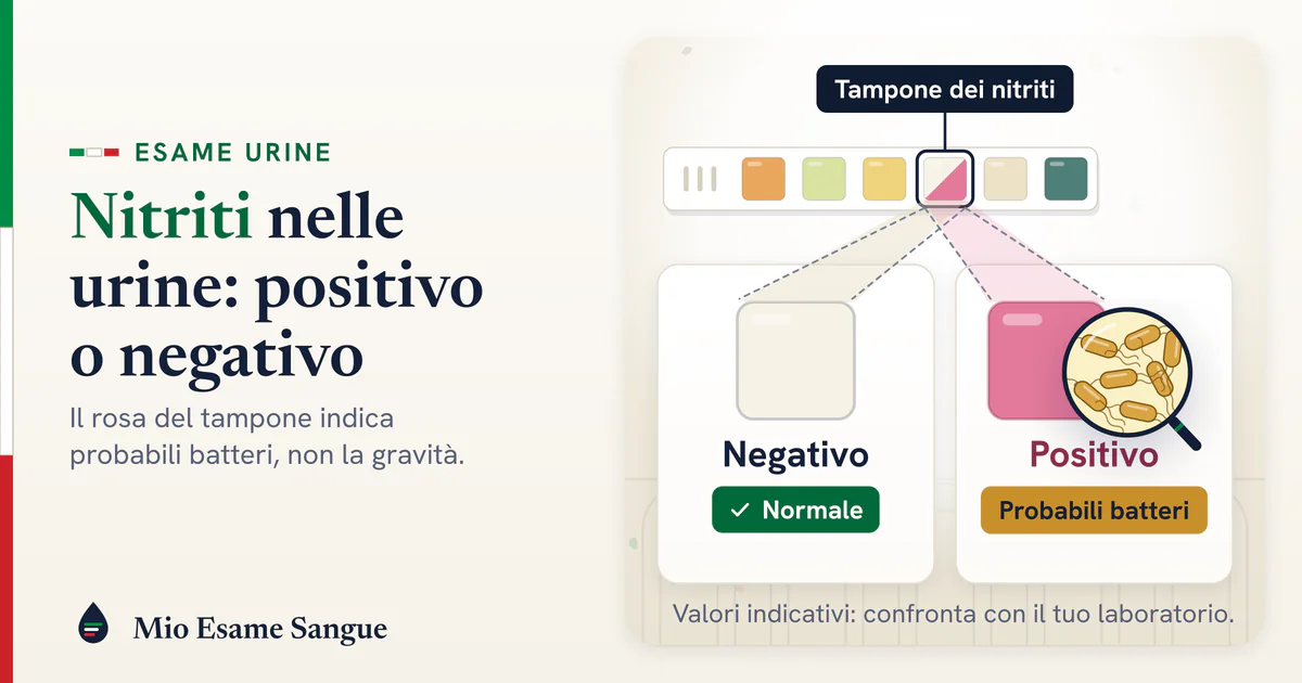 Striscia reattiva con il tampone dei nitriti ingrandito: chiaro se negativo, rosa se positivo, con batteri sotto la lente