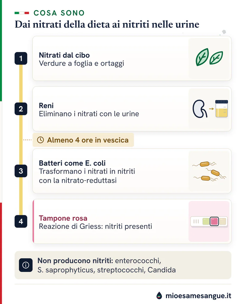 Percorso dei nitriti nelle urine: verdure con nitrati, reni, batteri in vescica per almeno 4 ore, tampone rosa dello stick