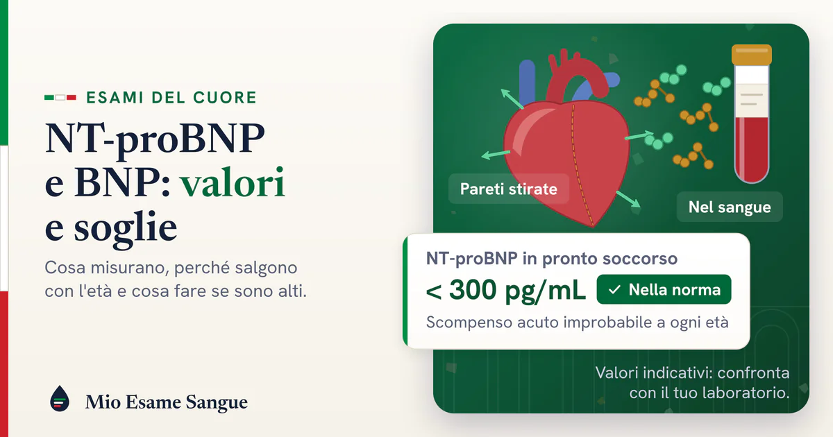NT-proBNP e BNP: il cuore sotto sforzo e i valori normali Cuore con le pareti stirate che libera peptidi verso una provetta e scheda NT-proBNP sotto 300 pg/mL nella norma