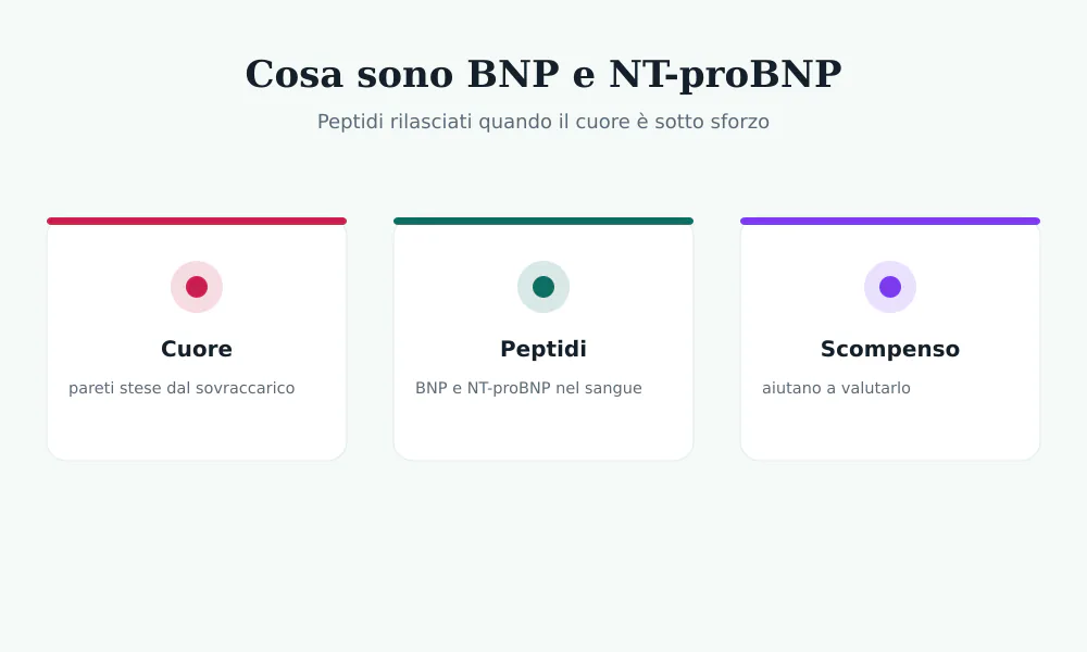 Schema di BNP e NT-proBNP: il cuore sotto sforzo rilascia peptidi natriuretici nel sangue