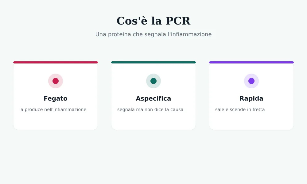 Schema della proteina C reattiva prodotta dal fegato in risposta all'infiammazione