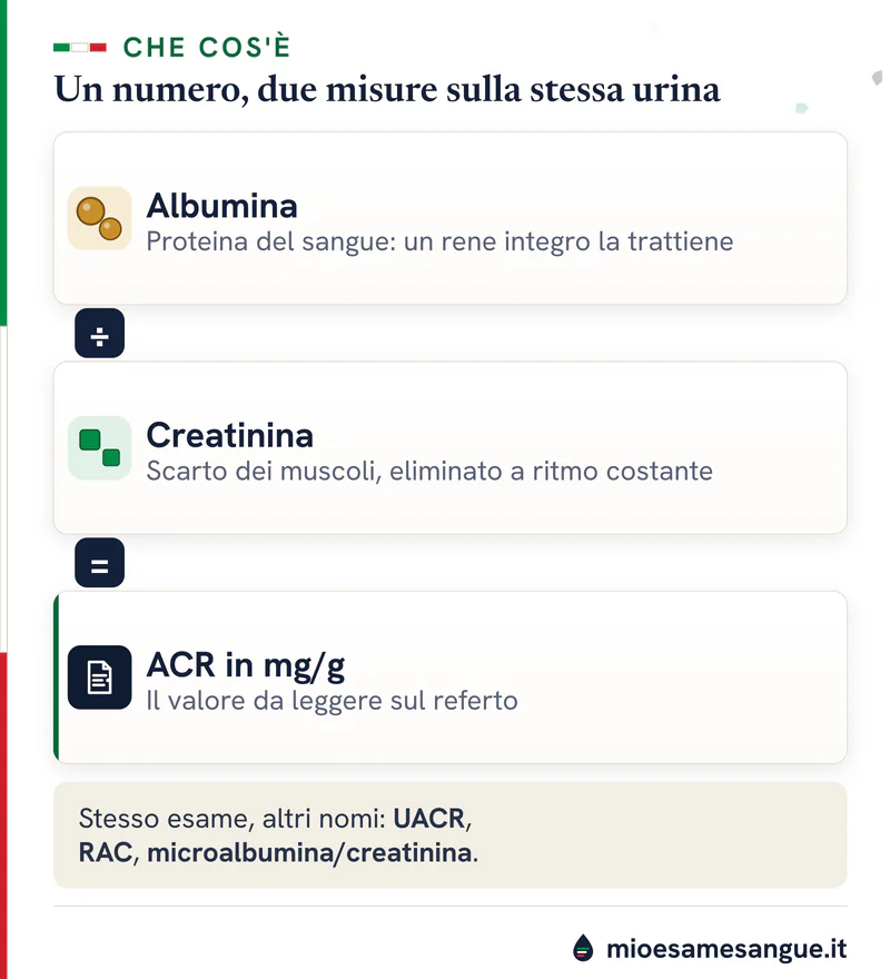 Tre schede impilate: albumina diviso creatinina uguale ACR in mg/g, con i nomi alternativi UACR, RAC e microalbumina