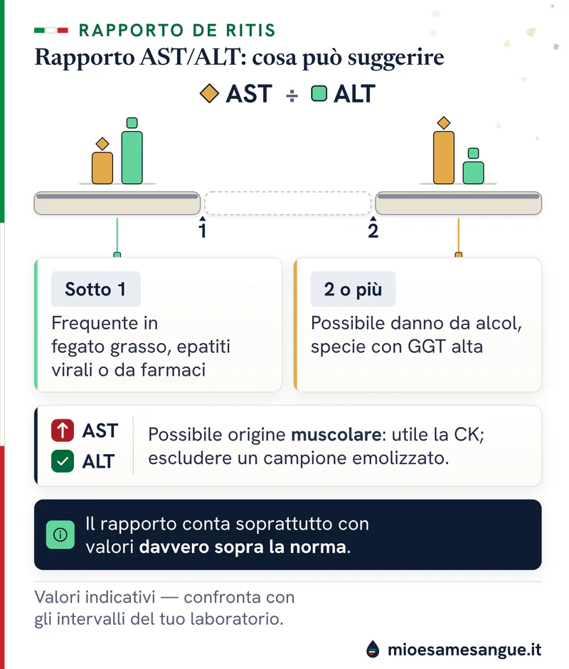 Scala del rapporto AST/ALT delle transaminasi con soglie 1 e 2, barrette dei due enzimi e schede su fegato, alcol e muscoli