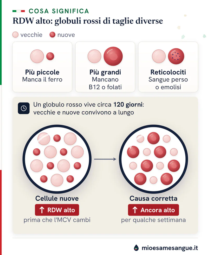 Globuli rossi nuovi più piccoli, più grandi e reticolociti che alzano l'RDW, e due lenti con cellule vecchie e nuove insieme
