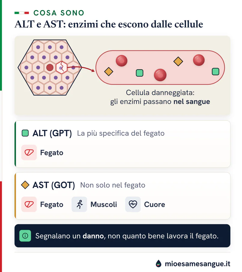 Cellula epatica incrinata che libera enzimi nel sangue e schede delle transaminasi: ALT nel fegato, AST in muscoli e cuore
