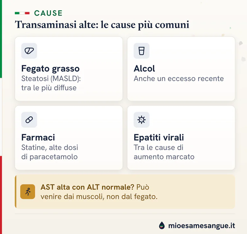 Quattro piastrelle sulle cause delle transaminasi alte: fegato grasso, alcol, farmaci, epatiti virali e AST muscolare