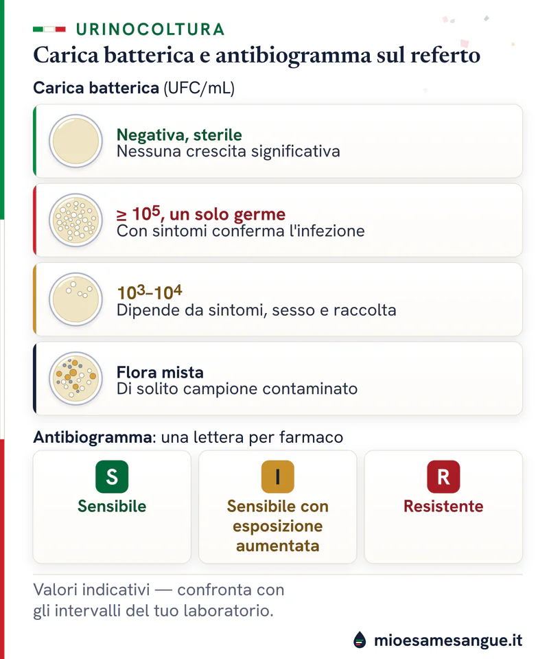 Piastre di urinocoltura da sterile a 10⁵ UFC/mL o più e flora mista, con le lettere S, I e R dell'antibiogramma