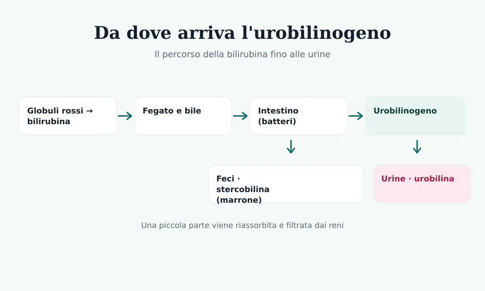 Schema del metabolismo: dai globuli rossi alla bilirubina, dal fegato all'intestino dove i batteri producono urobilinogeno, fino a feci e urine