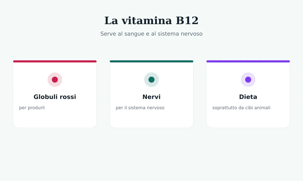 Schema della vitamina B12: serve a globuli rossi e nervi, arriva soprattutto da cibi animali