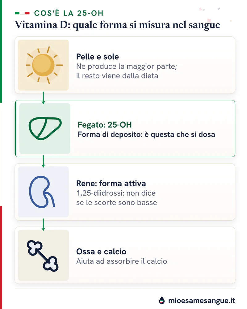 Catena in quattro schede della vitamina D: pelle e sole, fegato con la 25-OH dosata, rene con la forma attiva, ossa e calcio
